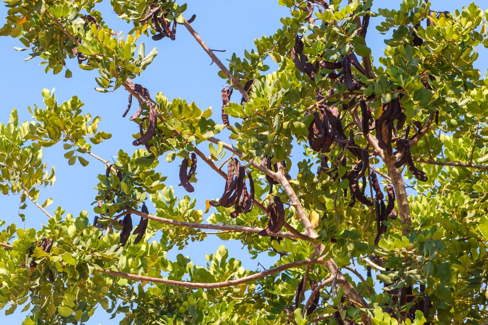 Mitos y Leyendas: The Carob Tree