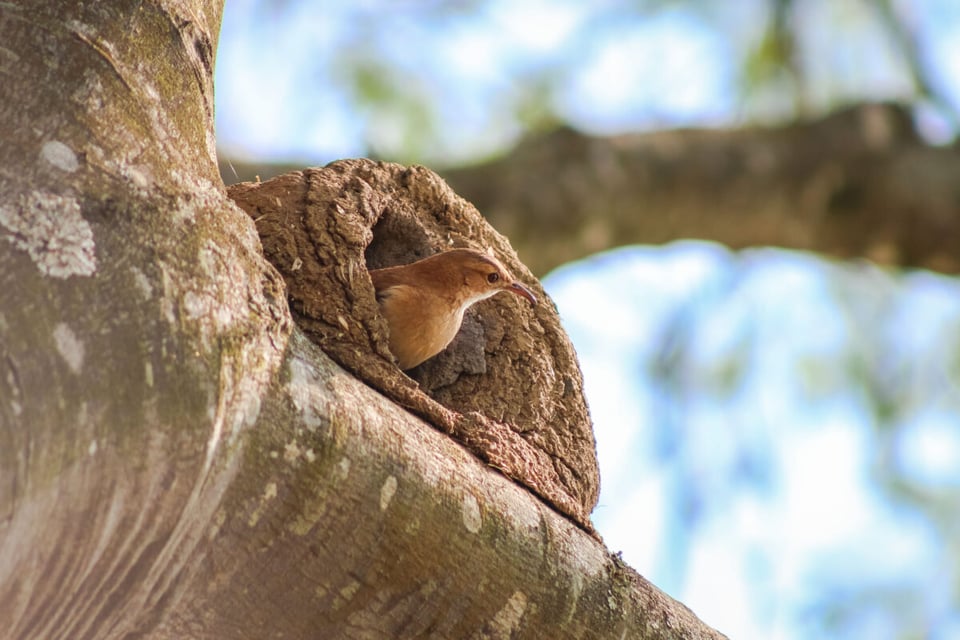 Ovenbird, Nest, Branch, MundoNow, Podcast