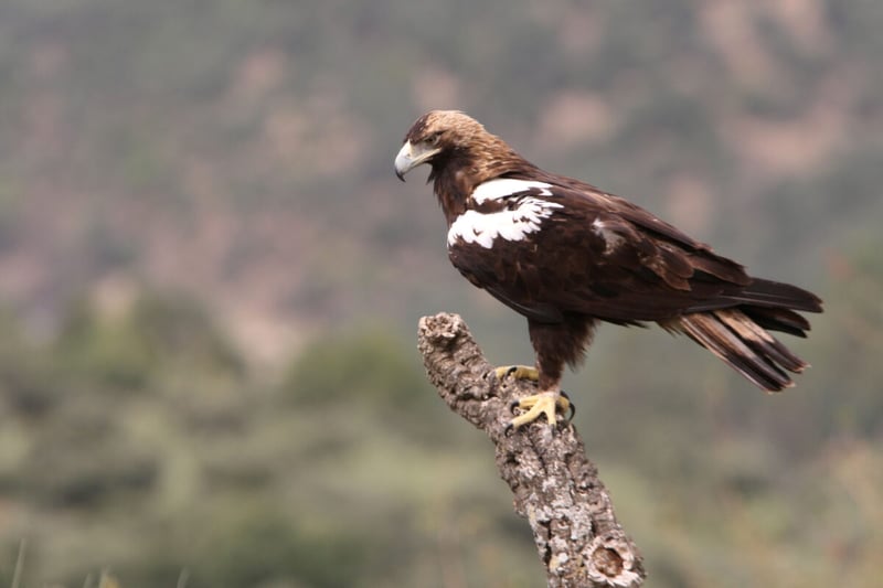 Bird, Eagle, Nature, MundoNow, Podcast