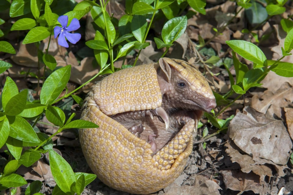 Armadillo made into a ball, Nature, Flowers, MundoNow, Podcast