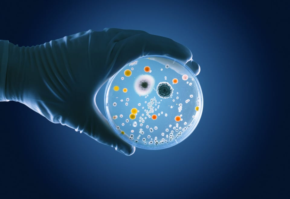 Microbes, Microbiota, Intestines, MundoNow, Podcast