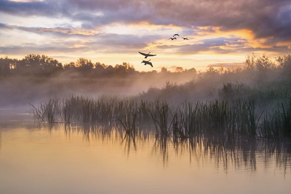 Mitos y Leyendas: The Reed