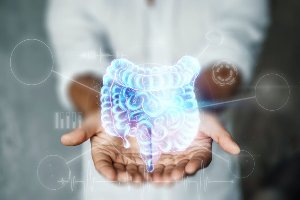 Intestinal hologram, Organs, Body, MundoNow, Weight loss