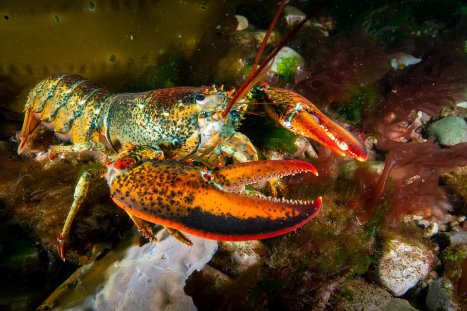 Lobster, Water, Nature, MundoNow, Podcast