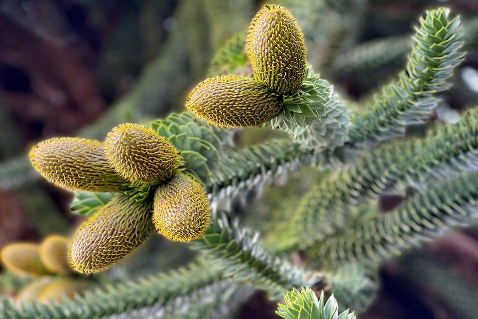 Fruits, Branches, Food, MundoNow, Monkey Puzzle Tree