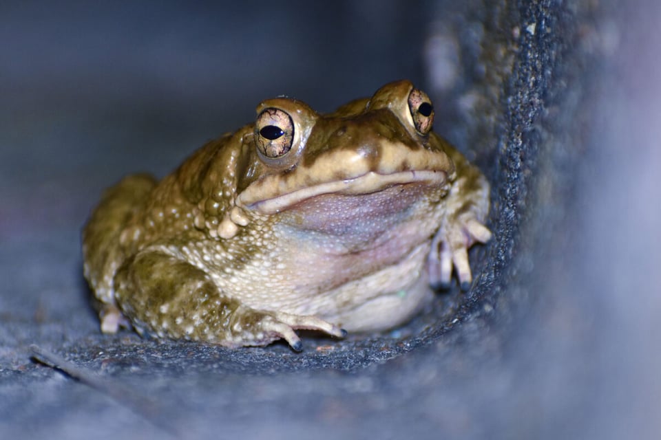 Toad, Cave, Grotto, MundoNow, Legend