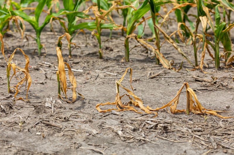 Dead crop, Corn, Tribe, MundoNow Podcast