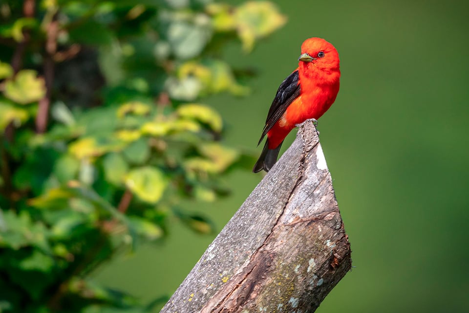 Scarlet tanager, Nature, Trunk, MundoNow, Podcast