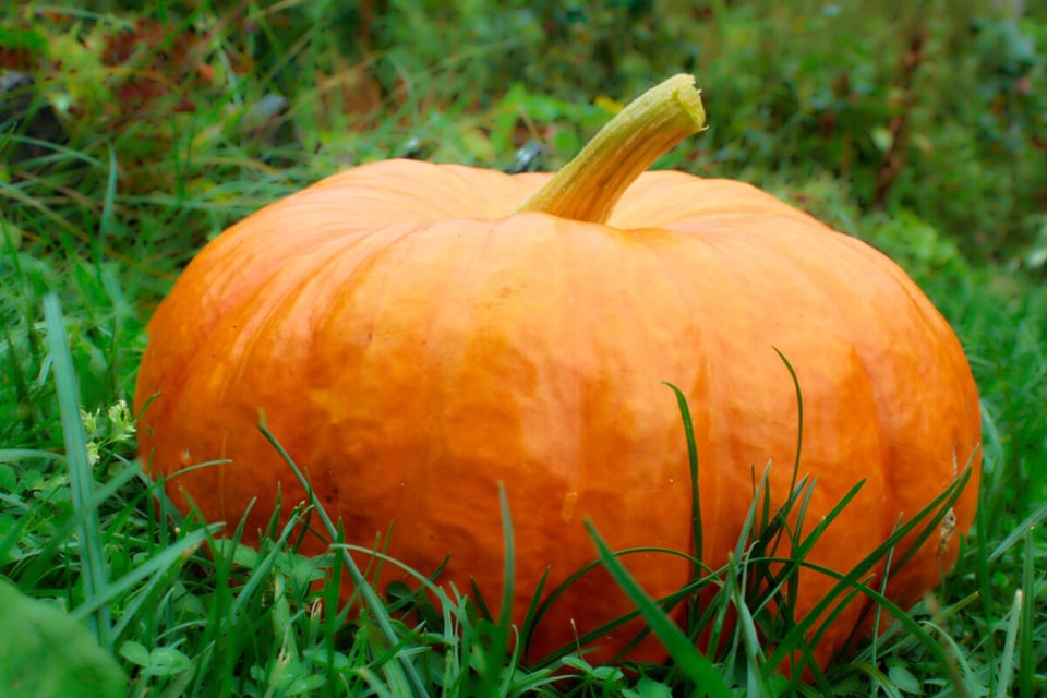 Pumking, Magic, Mapuche, MundoNow, Podcast