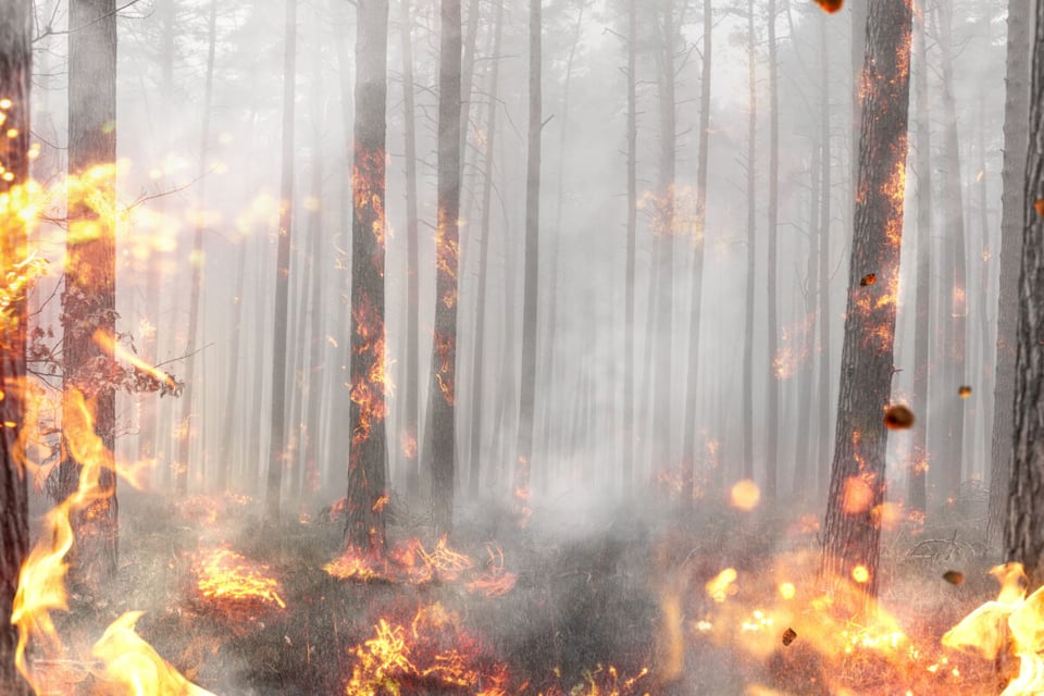 Forest, Fire, Origin of fire, MundoNow, Podcast