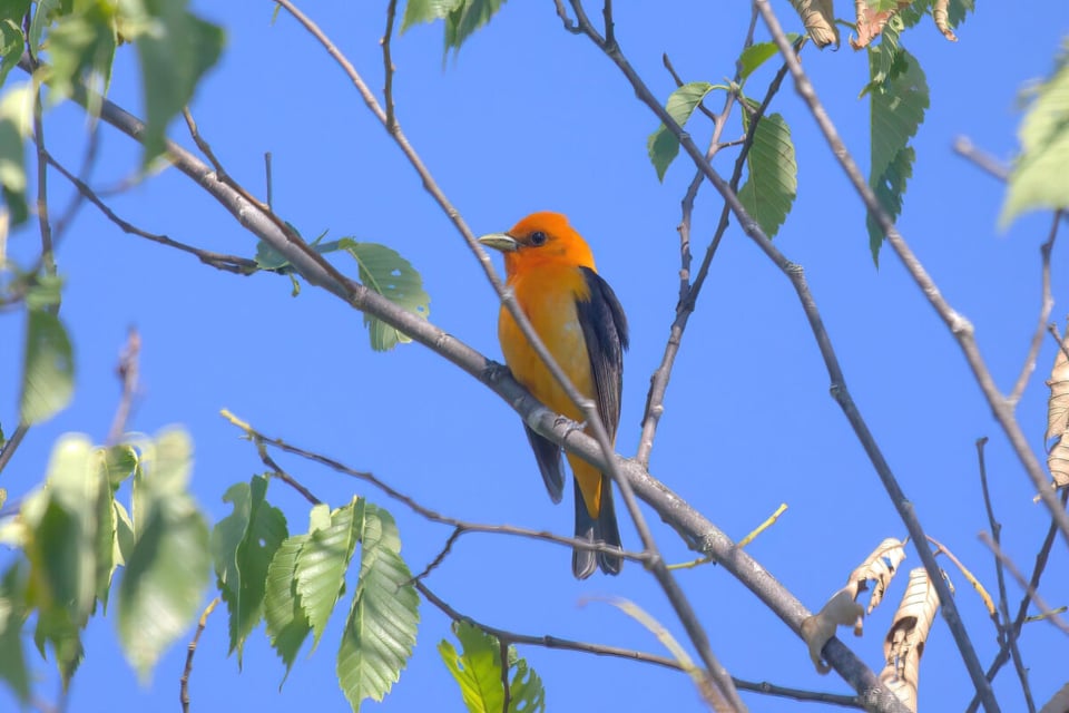 Scarlet tanager, Leaves, Tree, MundoNow, Podcast