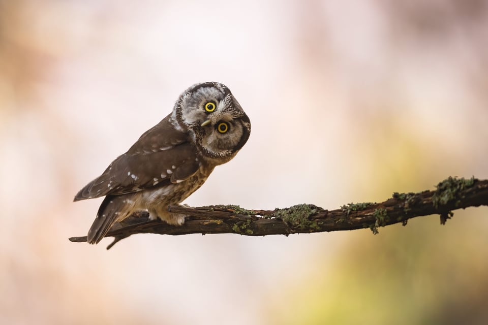 Mitos y leyendas: The Owl