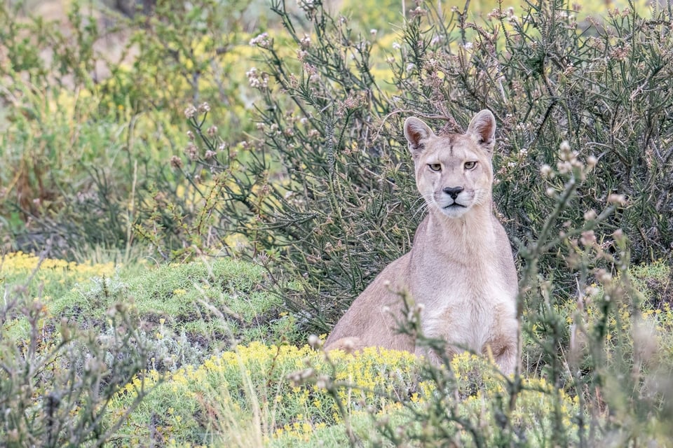 Mitos y leyendas: The Puma Yagua