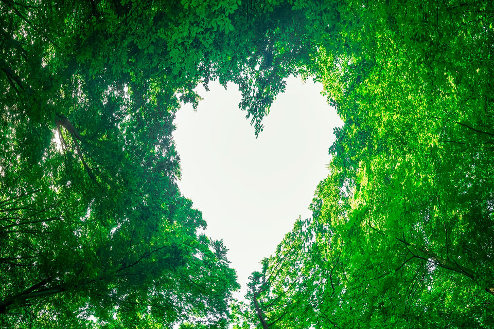 Bosque, Corazón, Potira, MundoNow, Podcast