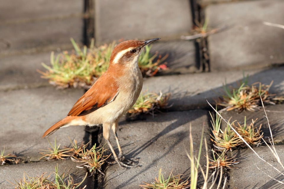 Birds, Hornero, Nature, MundoNow, Podcast