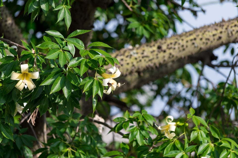 Mitos y leyendas: The floss silk tree