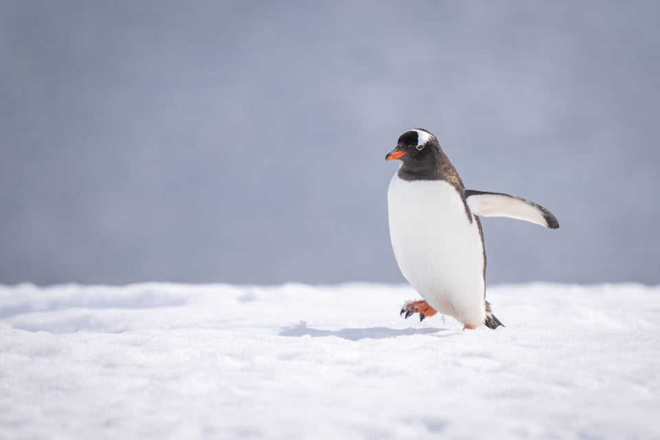 Silly, Snow, North Pole, MundoNow, Podcast