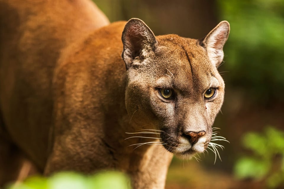 Puma, Salvaje, Bosque, MundoNow, Podcast
