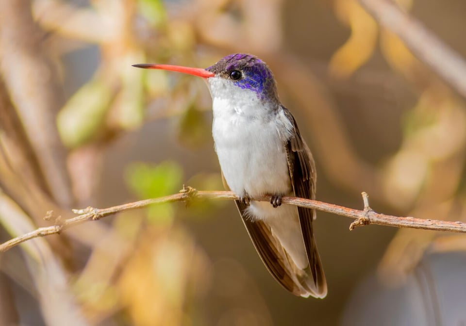 Hummingbird, Branch, Forest, MundoNow, Legend