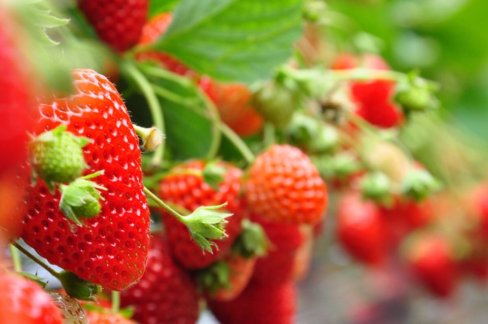 Nature, Strawberries, Leaves, MundoNow, Podcast