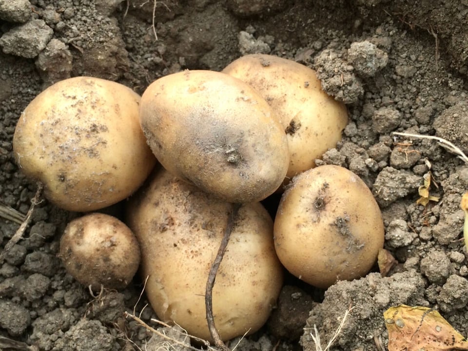 Papas podridas, Cosecha perdida, Tierra, MundoNow, Podcast