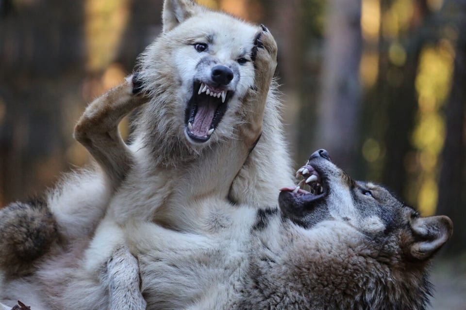 Two Wolves, fight, good and evil, MundoNow, Podcast