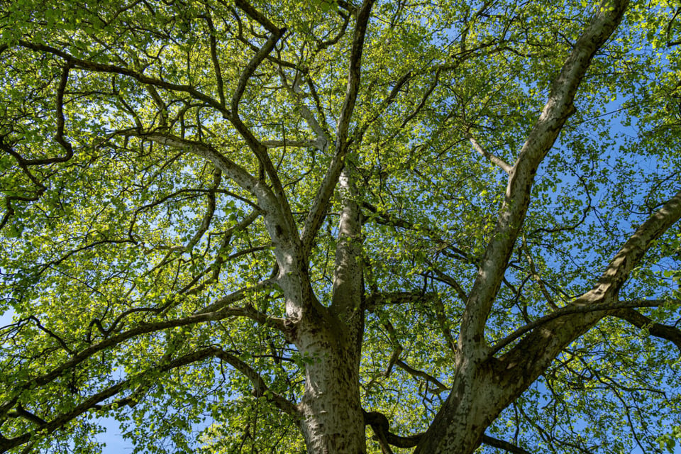 Forked tree, Green leaves, Sky, MundoNow, Podcast