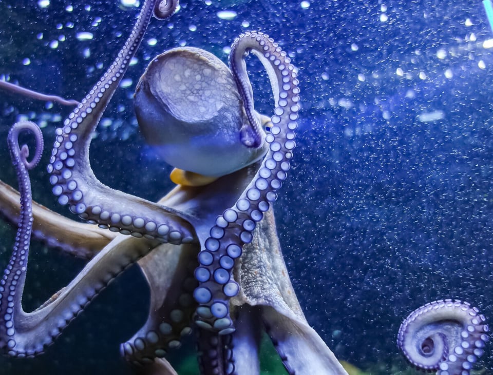 Octopus swimming, MundoNow, Podcast, Óyenos Audio, Huella OVNI