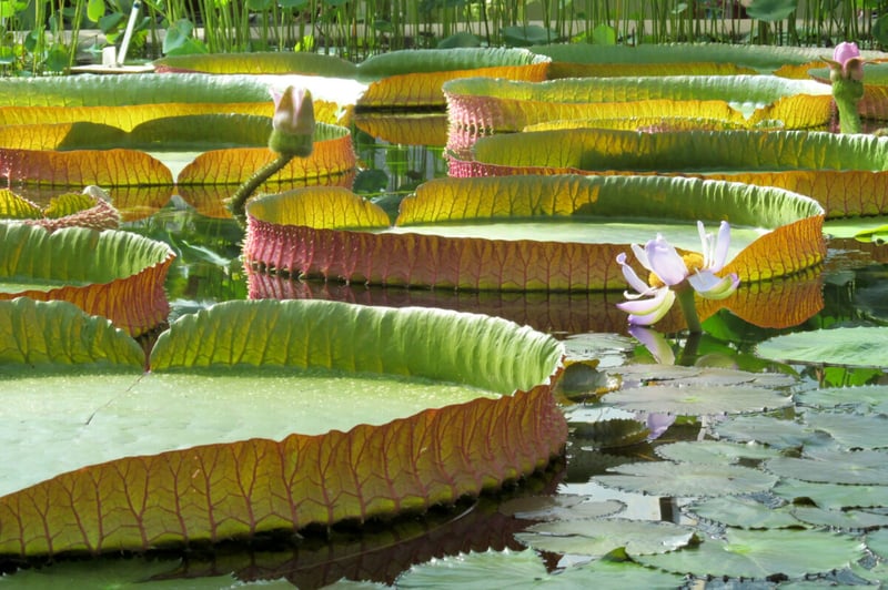 Planta, Flor, Estanque, Leyenda, Podcast