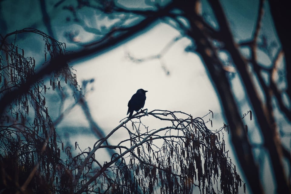 Bird, Shadow, Jungle, MundoNow, Podcast