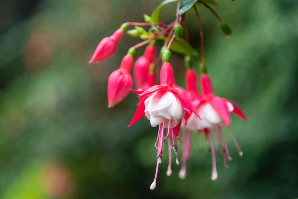 Little Flowers, Pink, White, Poti, Podcast