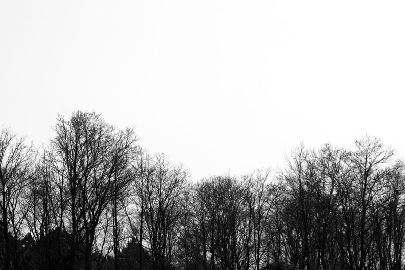 Grey, Sadness, Forest, MundoNow, Legend of the floss