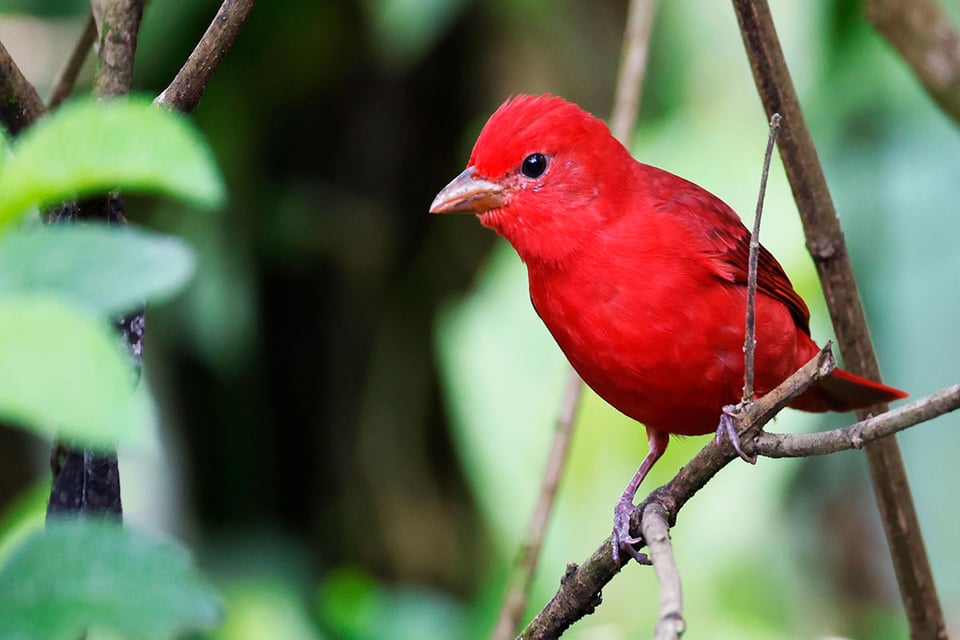 Bird, Scarlet, Animal, Scarlet tanager, Podcast