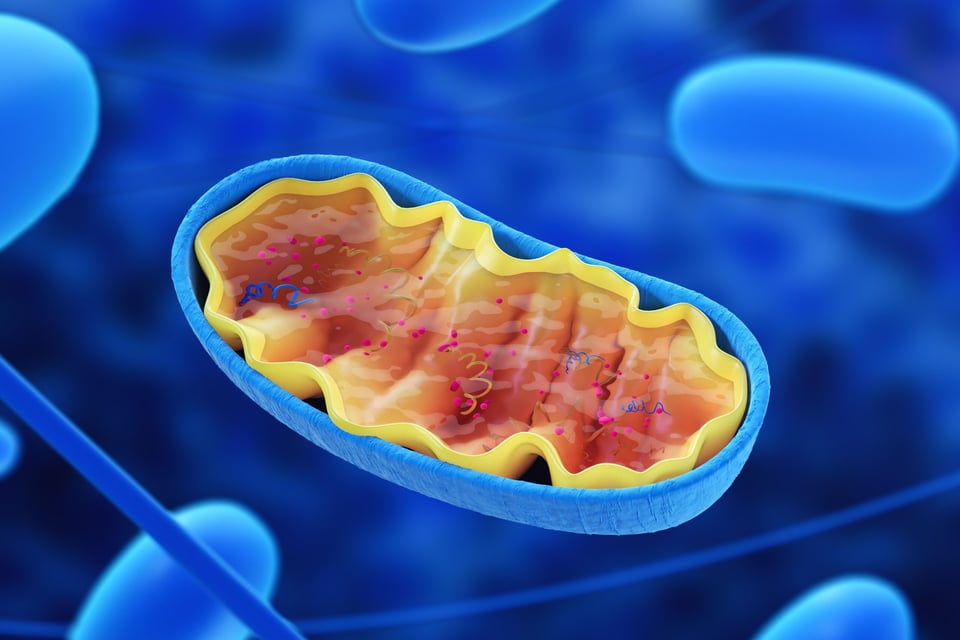 Profe Claudio Nieto: What is and what does the mitochondria do?