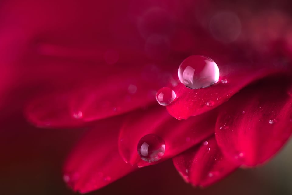 Mitos y Leyendas: El nacimiento de las flores según los tehuelches featured image