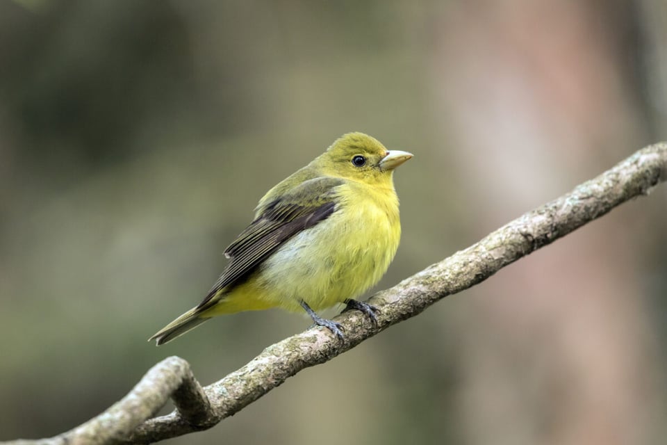 Bird, Tiny, Branch, MundoNow, Podcast