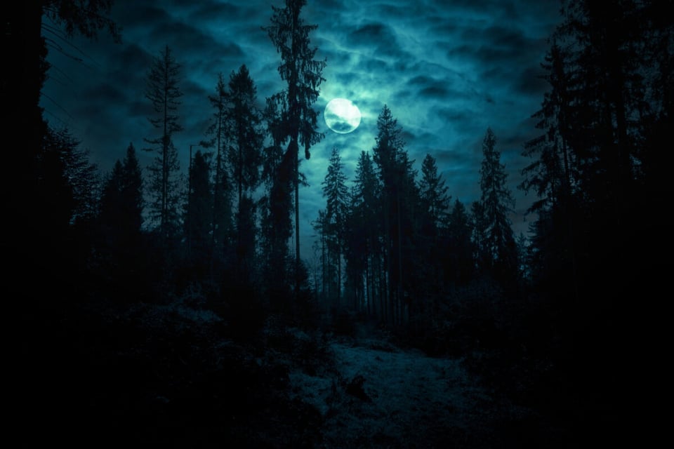 Forest at night, Youth, Moon, MundoNow, Podcast