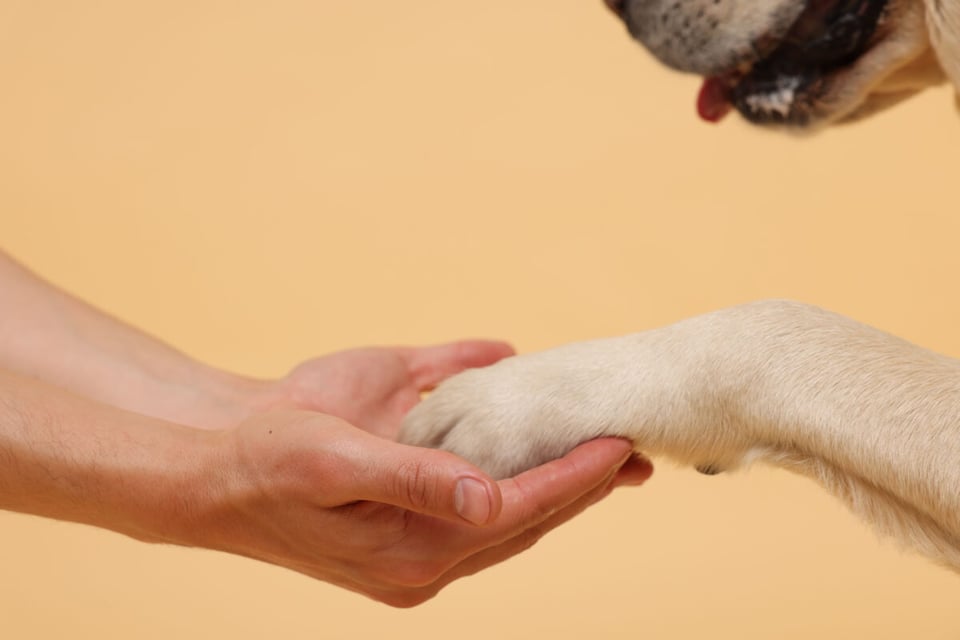 Dog, Paw, Human, MundoNow, Podcast