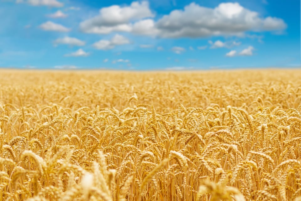 Sky, Wheat, Clouds, Chief Seattle, Podcast