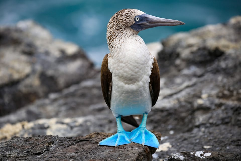 Silly bird, Blue legs, Nature, MundoNow, Podcast