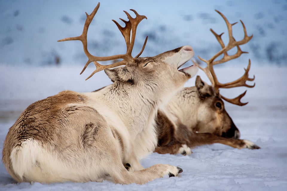 Mitos y Leyendas: El regalo de Kaila, una leyenda de los Inuit