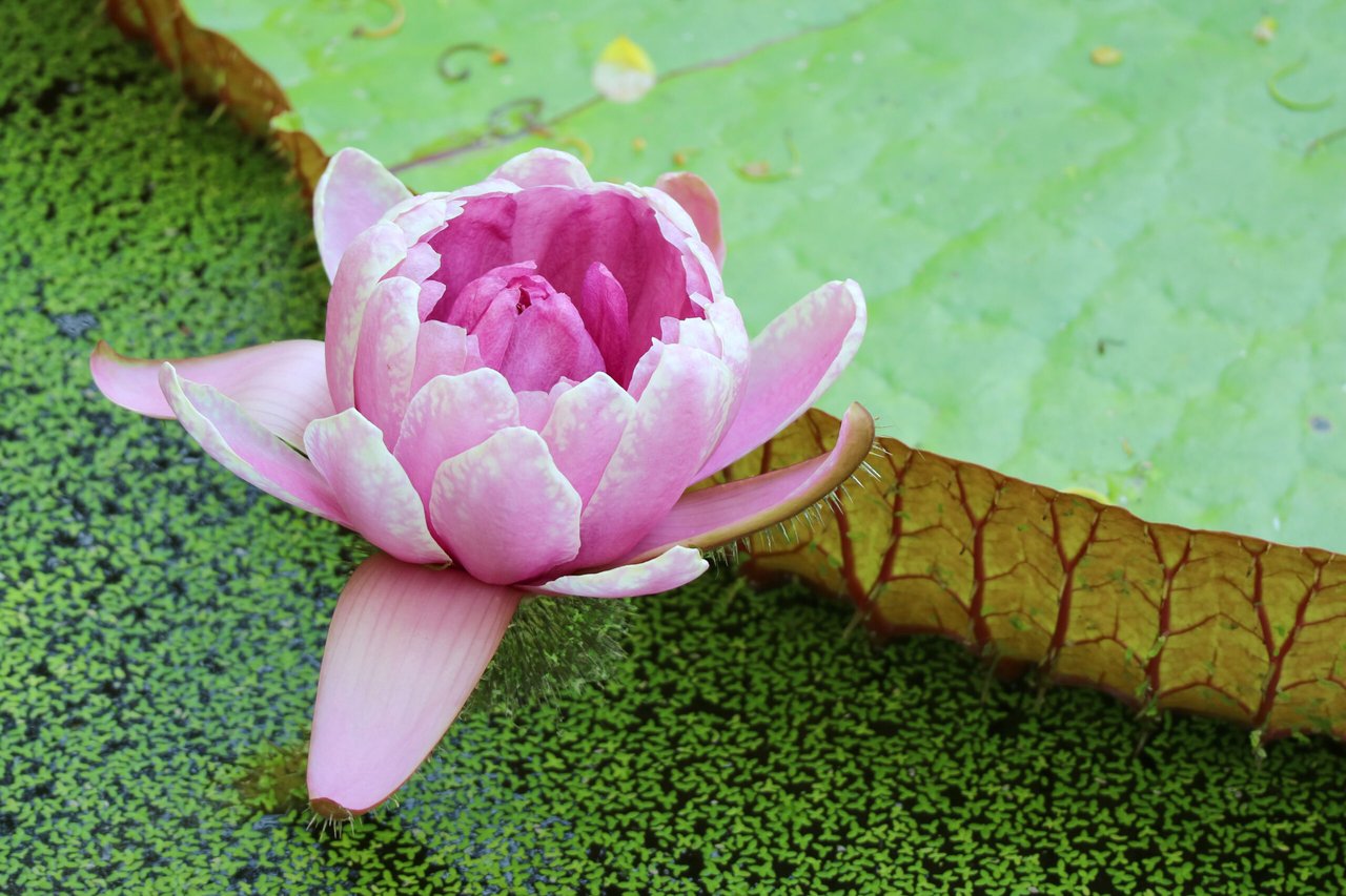 Victoria Regia, Verde, Rosa, MundoNow, Podcast