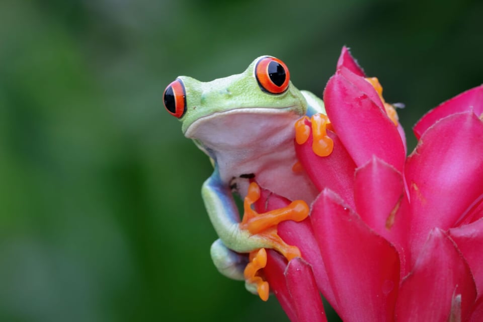Frog up close, Flower, Jungle, MundoNow, Podcast