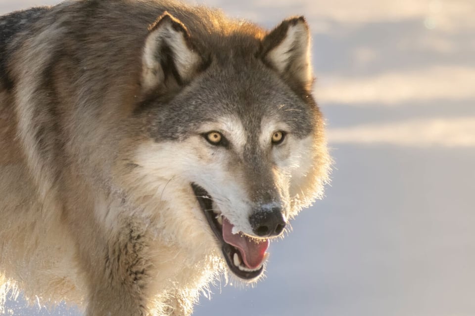 Wolf, Animal, Wild, MundoNow, Legend