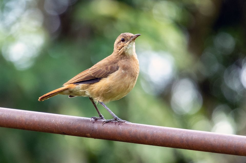 Mitos y Leyendas: The Ovenbird