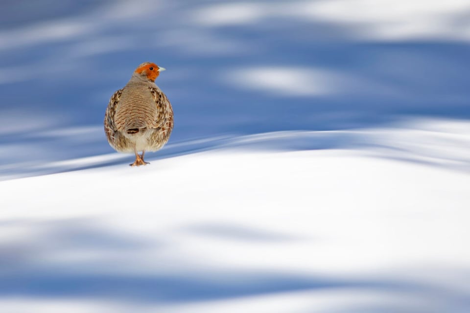 Partridge, White, Forest, Fire, Podcast