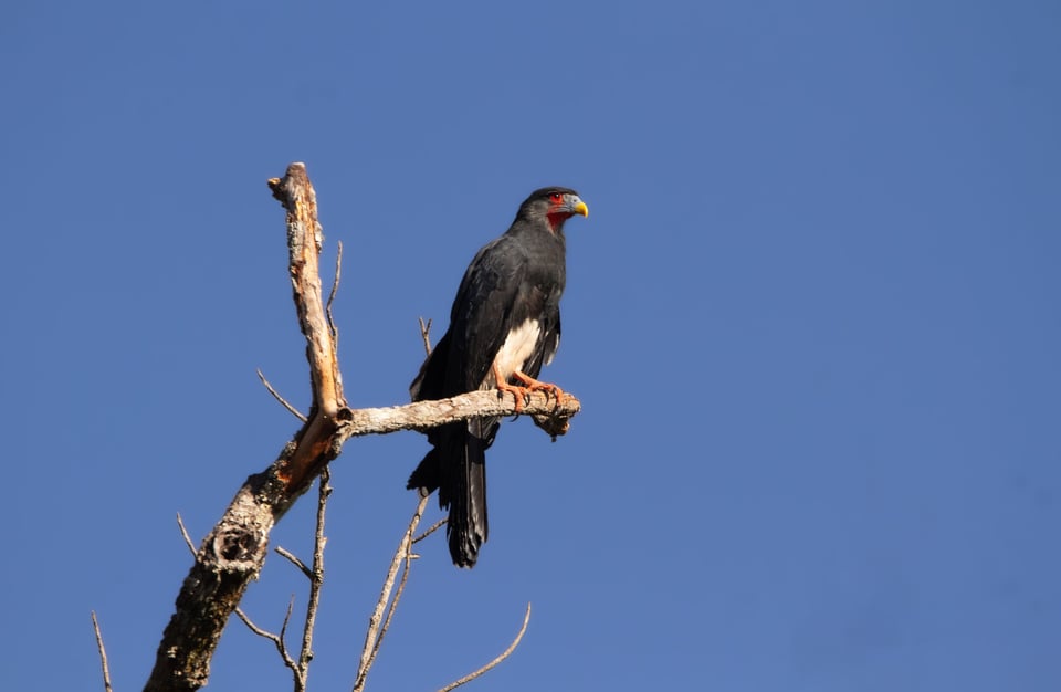 Mitos y Leyendas: The Hummingbird and the Tatatao