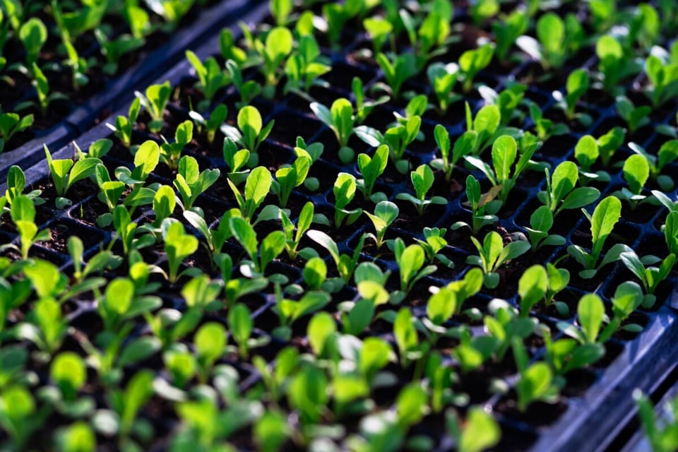 Greenhouse, Sun, Nunkui, MundoNow, Podcast