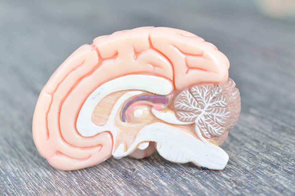 Profe Claudio Nieto: The Hypothalamus and Its Relationship with Fat