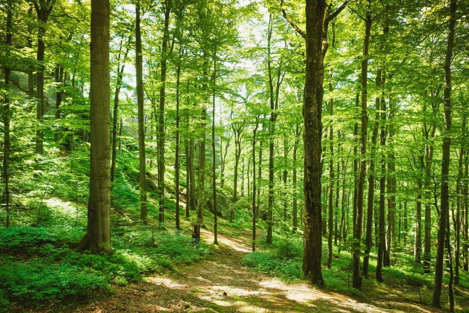 Forest, Strawberries, Trail, MundoNow, Podcast